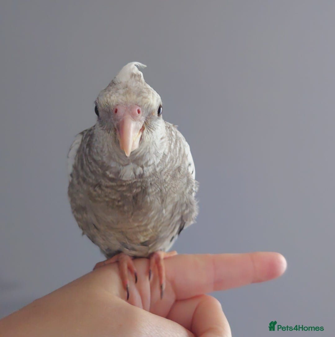Cockatiels birds for sale: Hand reared silly tame DNA sexed baby cockatiels  - Image 12