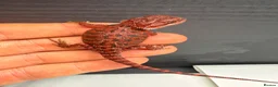 Bearded Dragon reptiles for sale: Stunning Baby Bearded Dragons – Monster x Spanish  - Advert 18