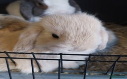 Mini Lop rabbits for sale: Mini lop rabbits  - Image 7
