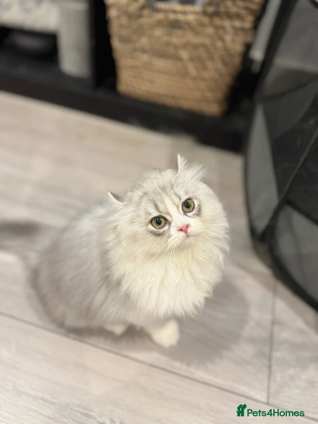 Munchkin cats for sale: Top level Super stunning & rare Minuet - Advert 14