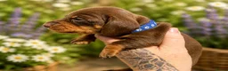 Miniature Dachshund dogs for sale: KC Registered Miniature Dachshund Puppies - Advert 8