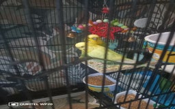 Budgerigars birds for sale: 2 budgies with cage and extras - Image 3