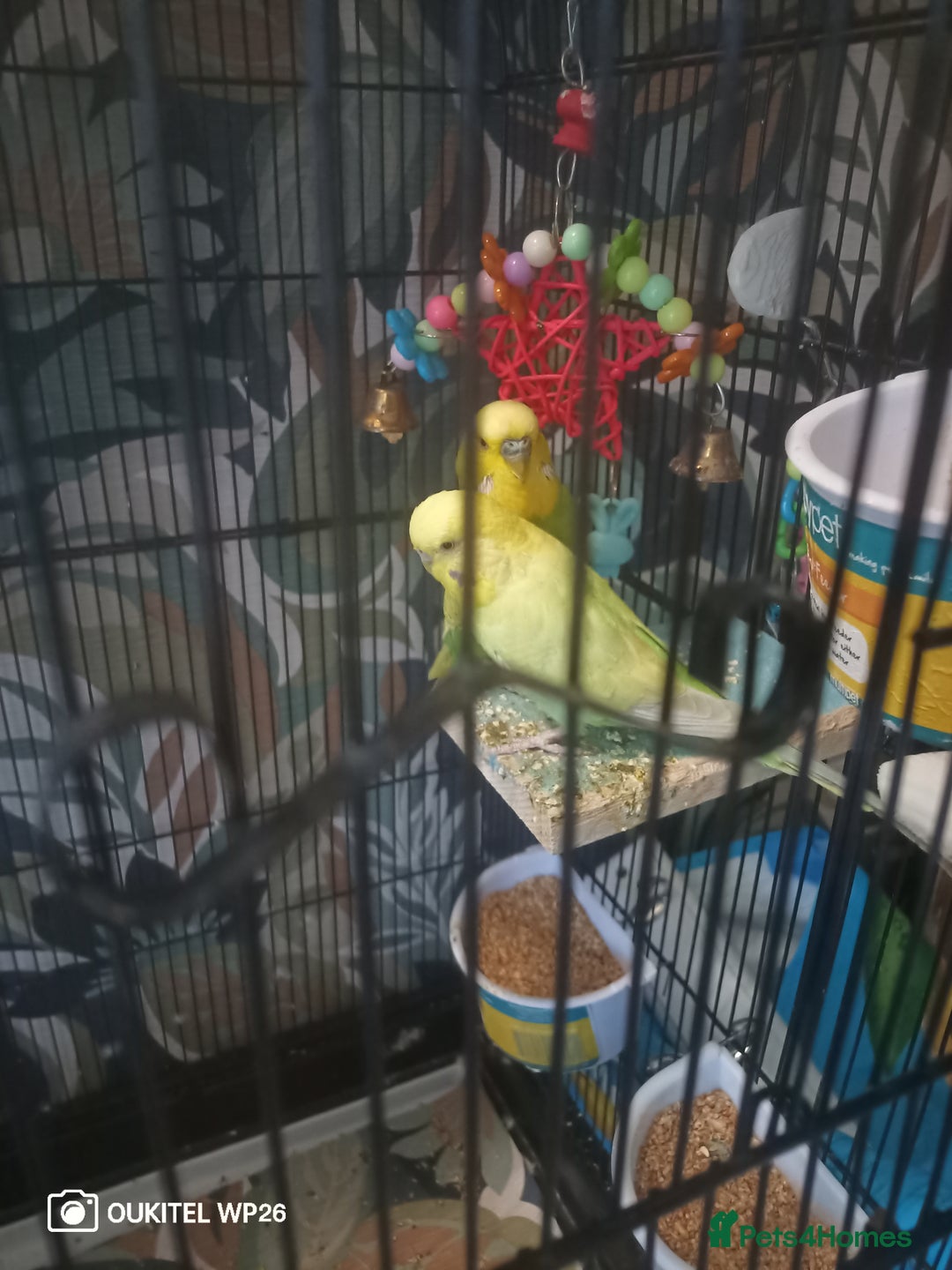 Budgerigars birds for sale: 2 budgies with cage and extras - Image 3
