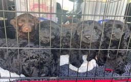 Sproodle dogs for sale: 1 Gorgeous F2 Sproodle Girl FULLY Vaccinated - Image 21