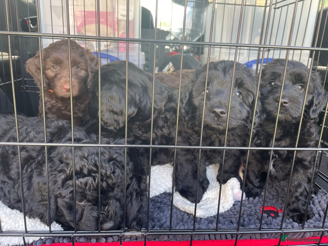 Sproodle dogs for sale: 1 Gorgeous F2 Sproodle Girl FULLY Vaccinated - Image 21