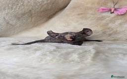 Sphynx cats for sale: Elf sphynx girl with perfect body - Image 2