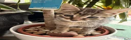 European cats for sale:  4 Lovely kittens  - Advert 1