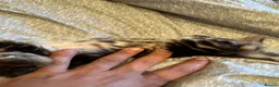 Bengal cats for sale: One boy and three girls  - Advert 15