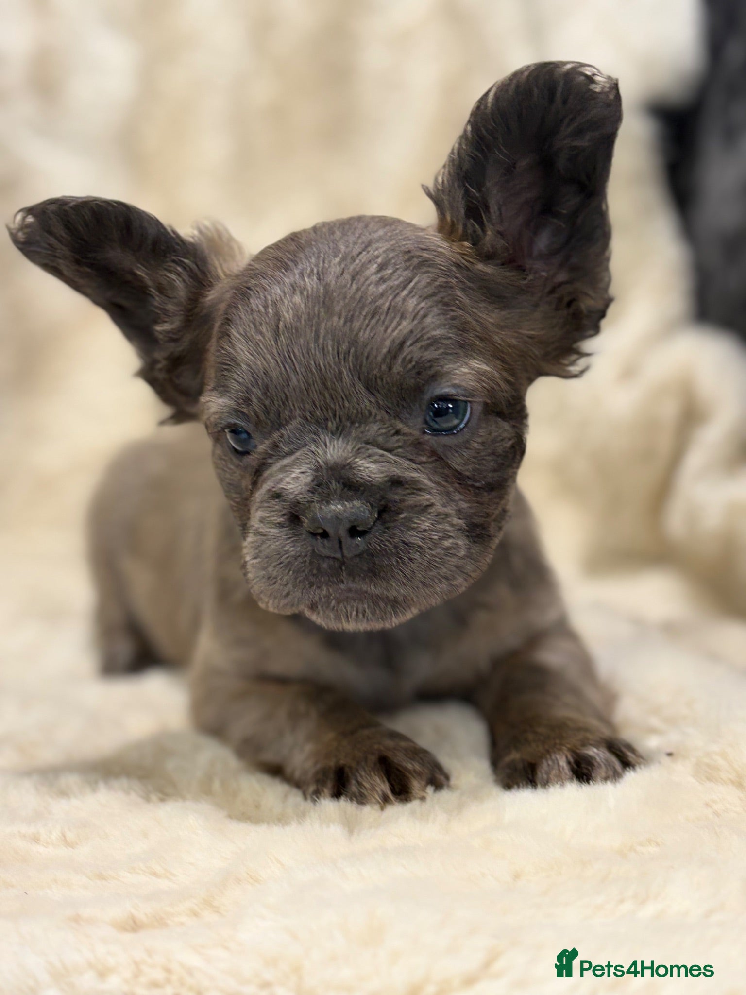 French Bulldog dogs Top quality fluffy French bulldog puppies  - Advert 2