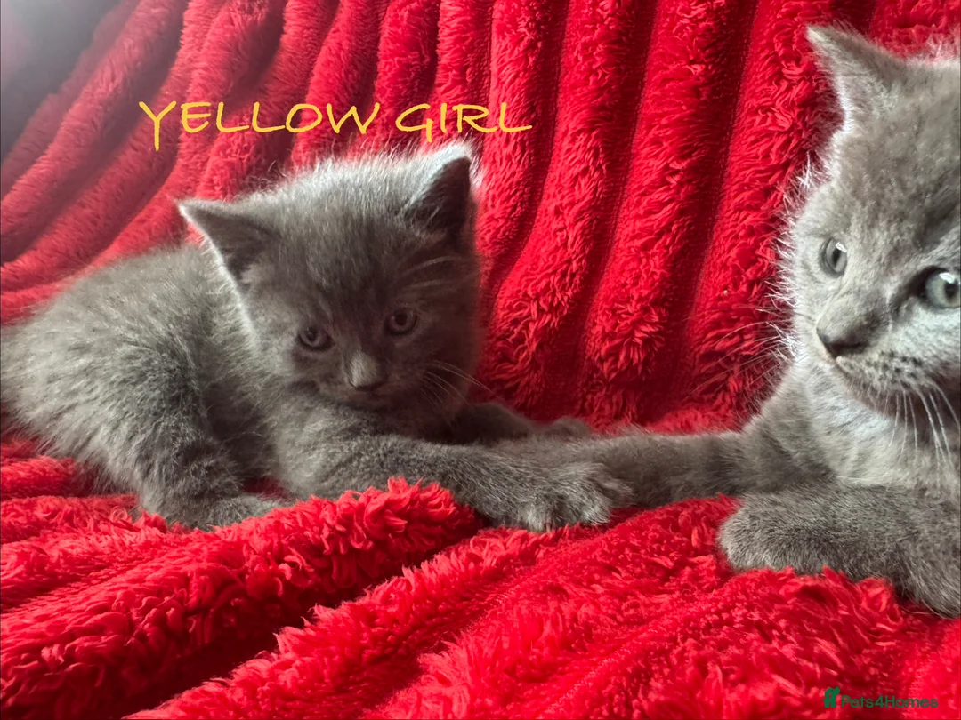 Mixed Breed cats for sale: Beautiful Greys - Advert 7