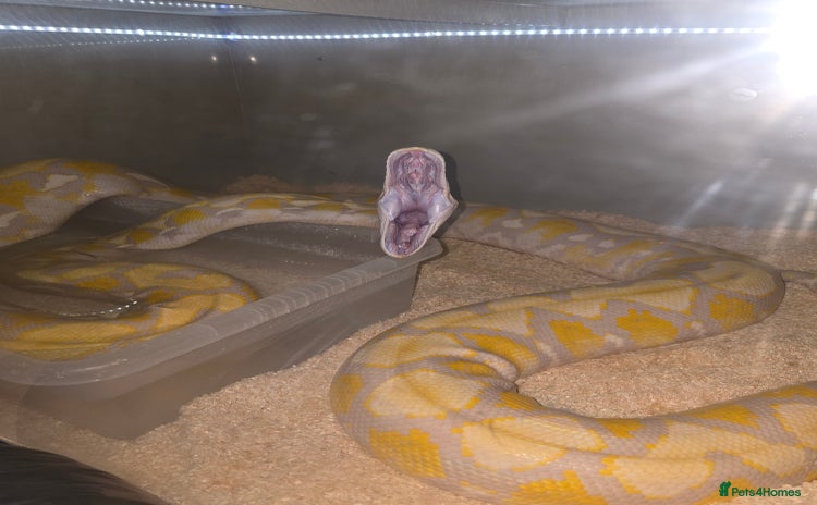 Python Snake reptiles - Advert 5