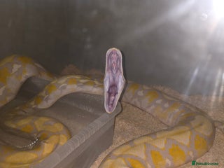 Python Snake reptiles for sale - Advert 1
