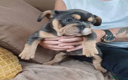 French Bulldog dogs for sale: 4 girl frenchie pups. Fluffy gene and roped nose  - Image 5