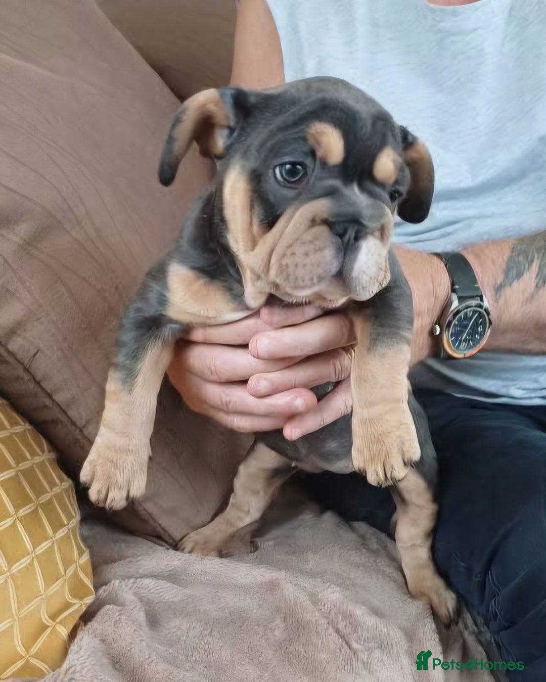 French Bulldog dogs for sale: 4 girl frenchie pups. Fluffy gene and roped nose  - Image 5