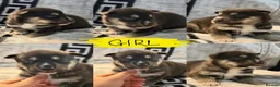 Shepsky dogs for sale: Puppies for sale - Advert 12