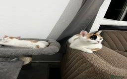 Mixed Breed cats for sale: orange and white kitten for sale  - Image 19