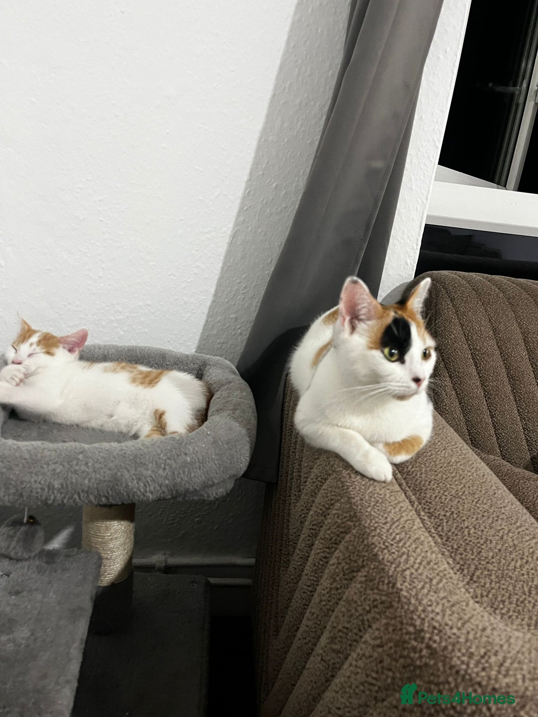 Mixed Breed cats for sale: orange and white kitten for sale  - Image 19