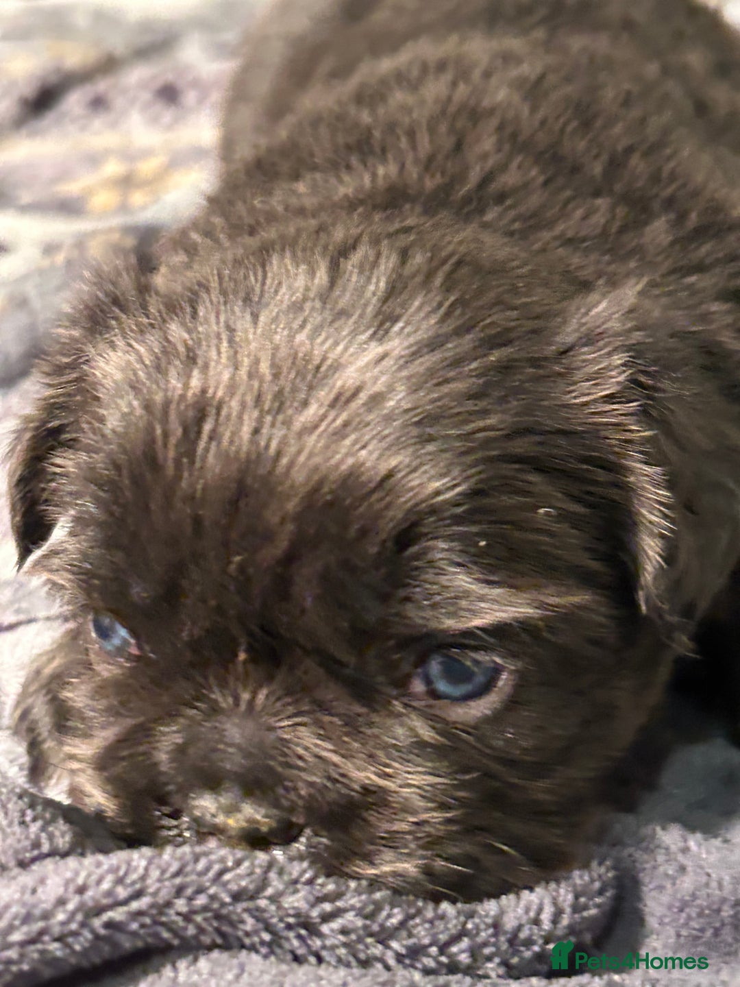 French Bulldog dogs for sale: 🐾🔥 Fluffy French bulldogs 🔥🐾 - Advert 11