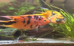 Cichlids fish for sale: Parrot tiger cichlid orange/red - Image 3