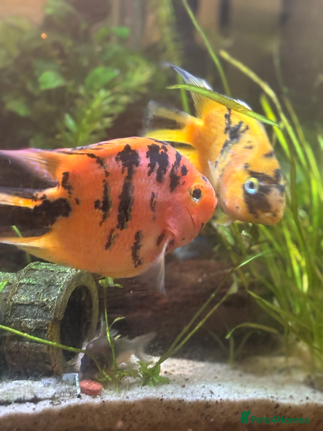 Cichlids fish for sale: Parrot tiger cichlid orange/red - Image 3
