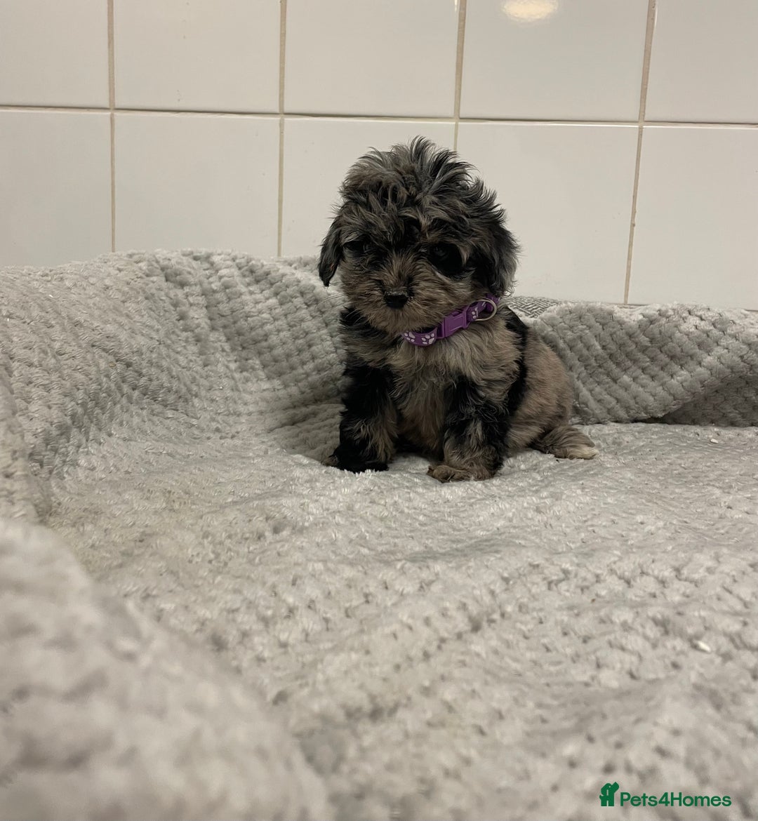 Cockapoo dogs for sale: Beautiful merle puppy’s available  - Image 3