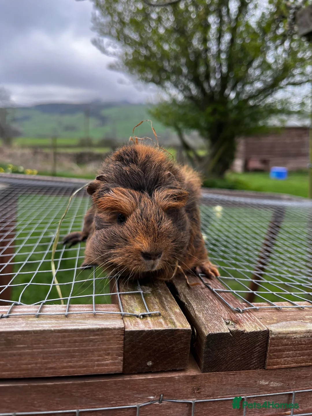 Guinea Pig rodents for sale: Three fluffy Sisters  - Advert 5