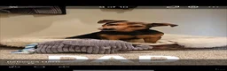Jack Russell dogs for sale: Jack Russell puppies  - Advert 11