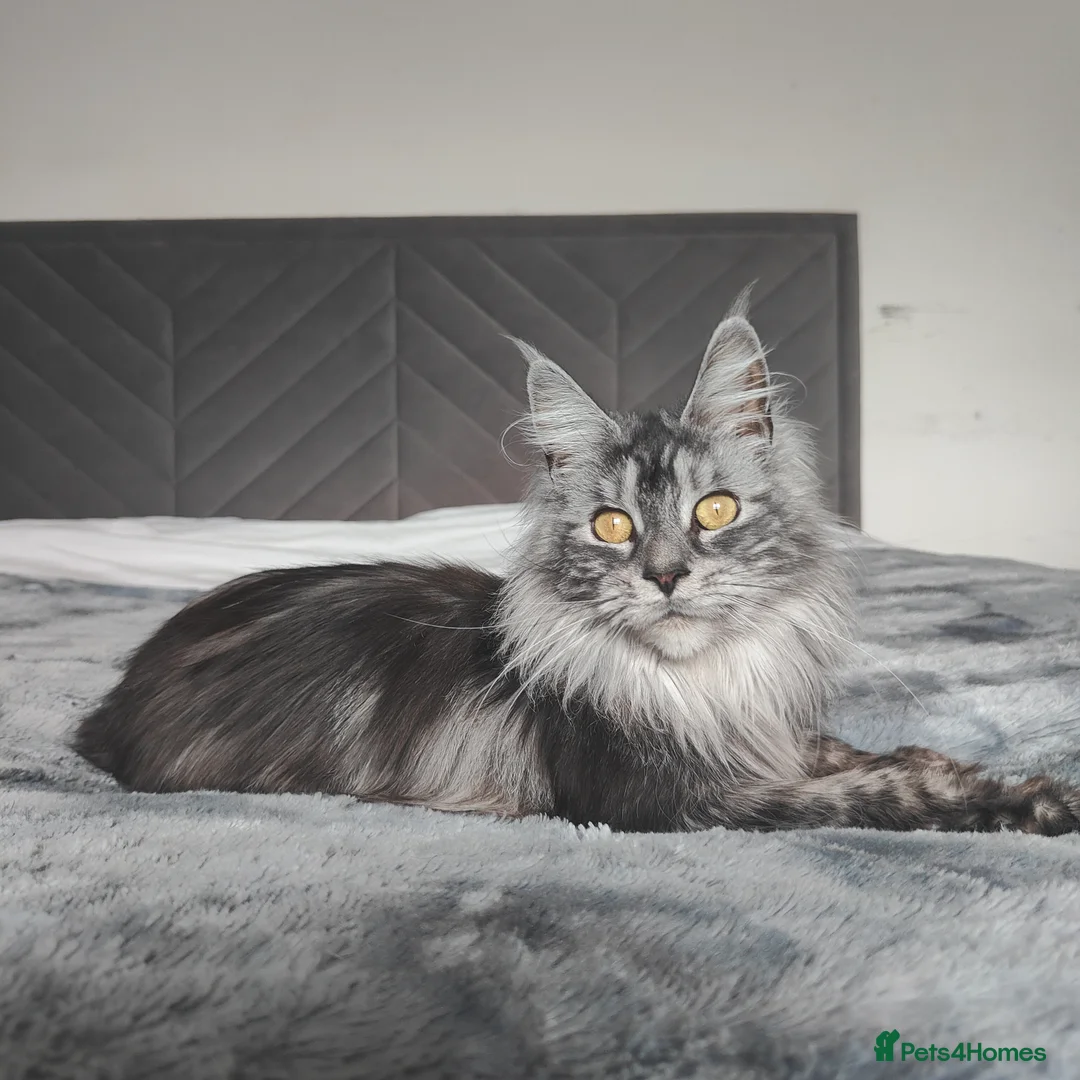 Maine Coon cats for sale: Polydactyly European Maine Coon  - Advert 2