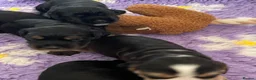 Cocker Spaniel dogs for sale: SHOW COCKER SPANIELS - Advert 12