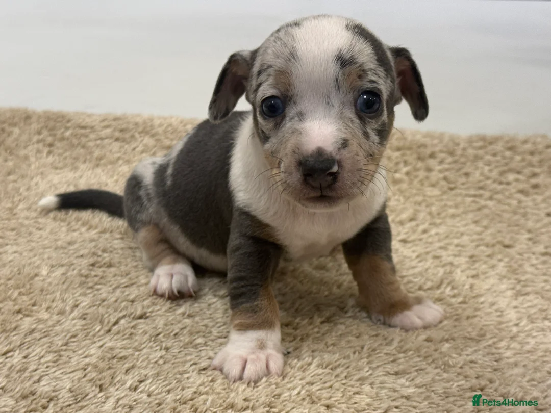 Jack Russell dogs for sale: Miniature Jack Russell Puppies  - Advert 8