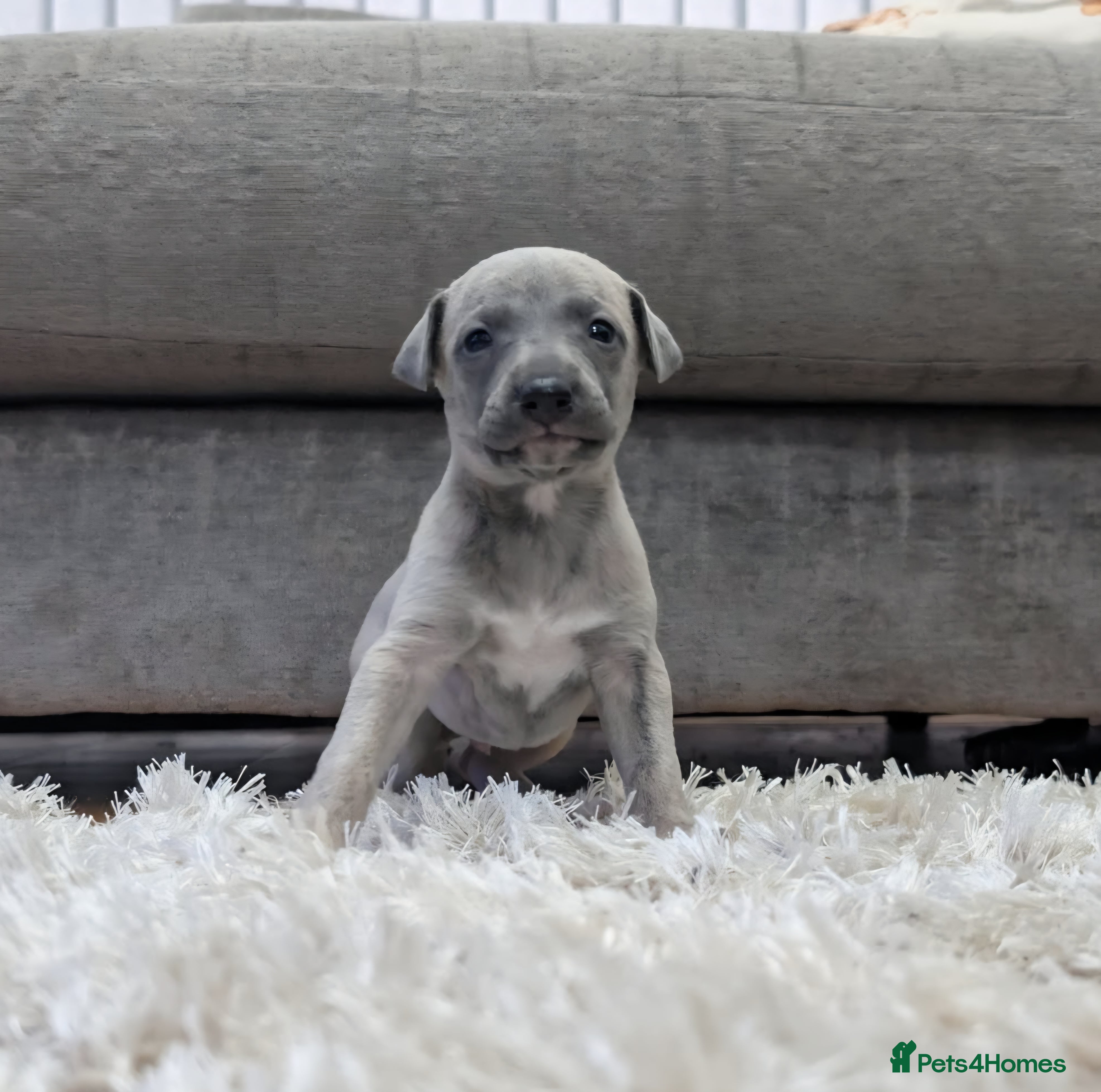 Whippet dogs Gorgeous kc registered whippet puppies  - Advert 18