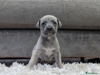 Whippet dogs Gorgeous kc registered whippet puppies - Advert 2