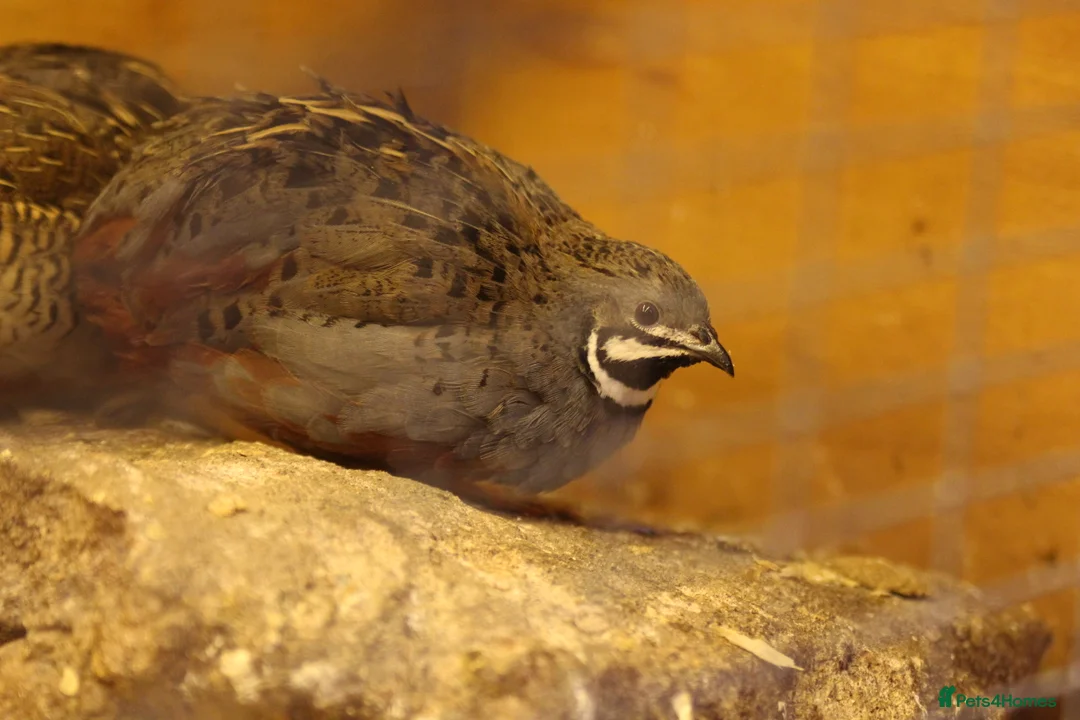 Quail poultry for sale: Chinese Painted (button) Quail Eggs 12 + EXTRAS - Advert 6