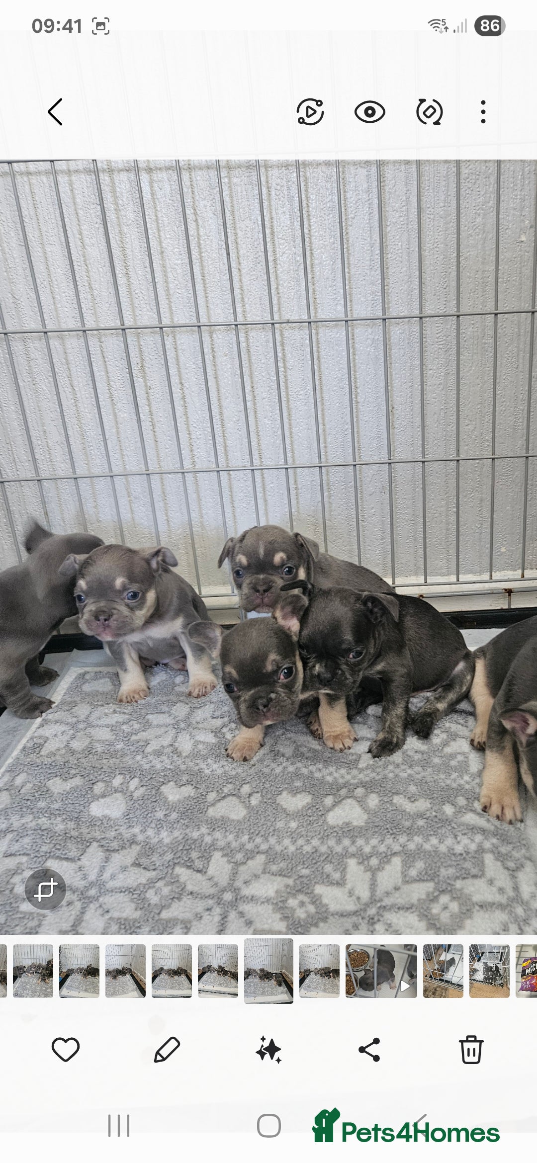French Bulldog dogs for sale: Gorgeous frenchie pups  - Image 6
