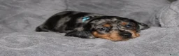 Dachshund dogs for sale: Two Dachshund boy puppies  - Advert 3