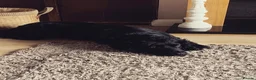 Cocker Spaniel dogs for sale: Beautiful Cocker Spaniel puppies  in Sheffield - Advert 6