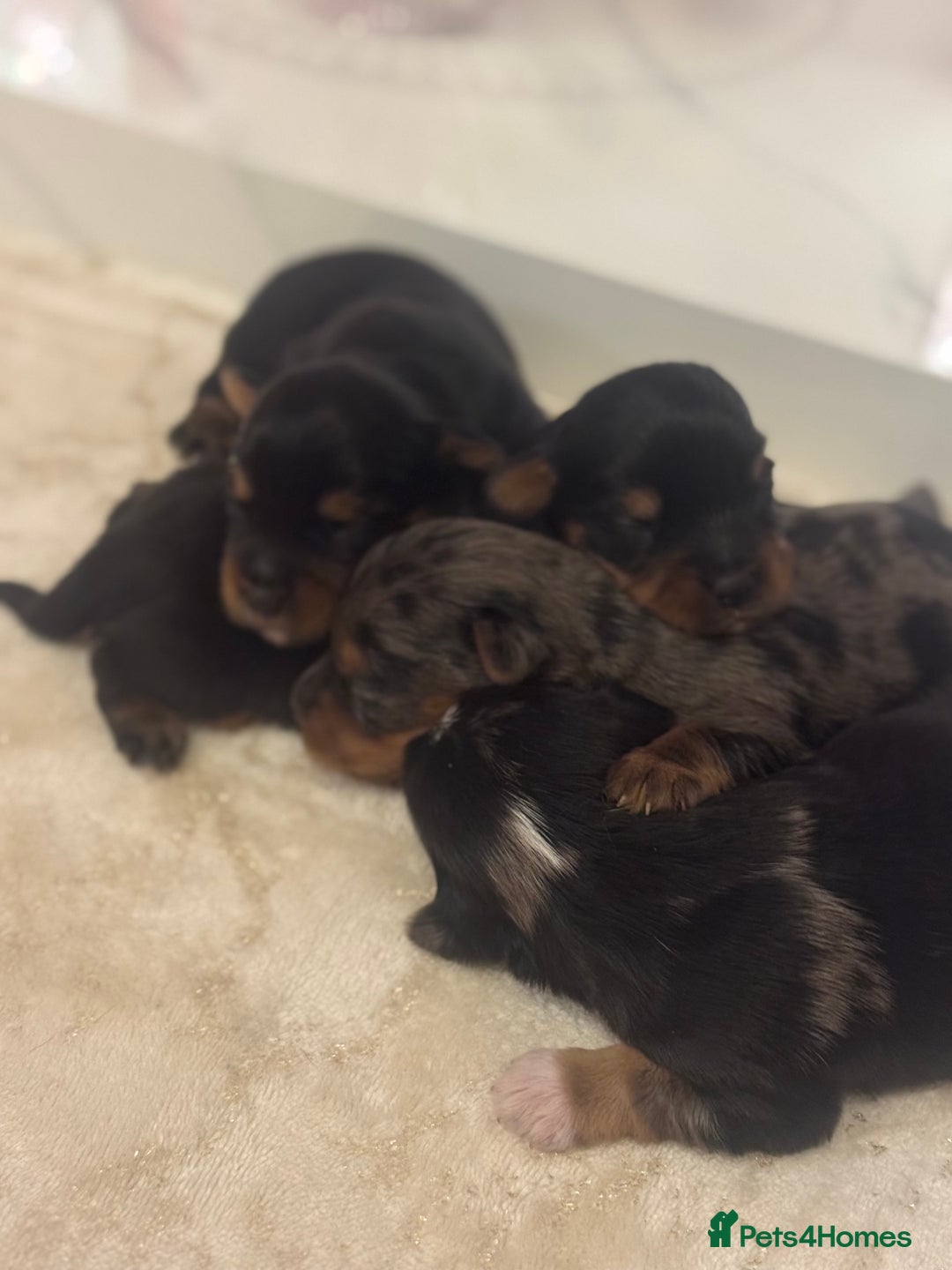 Yorkshire Terrier dogs for sale: Yorkshire terrier puppies  - Advert 6