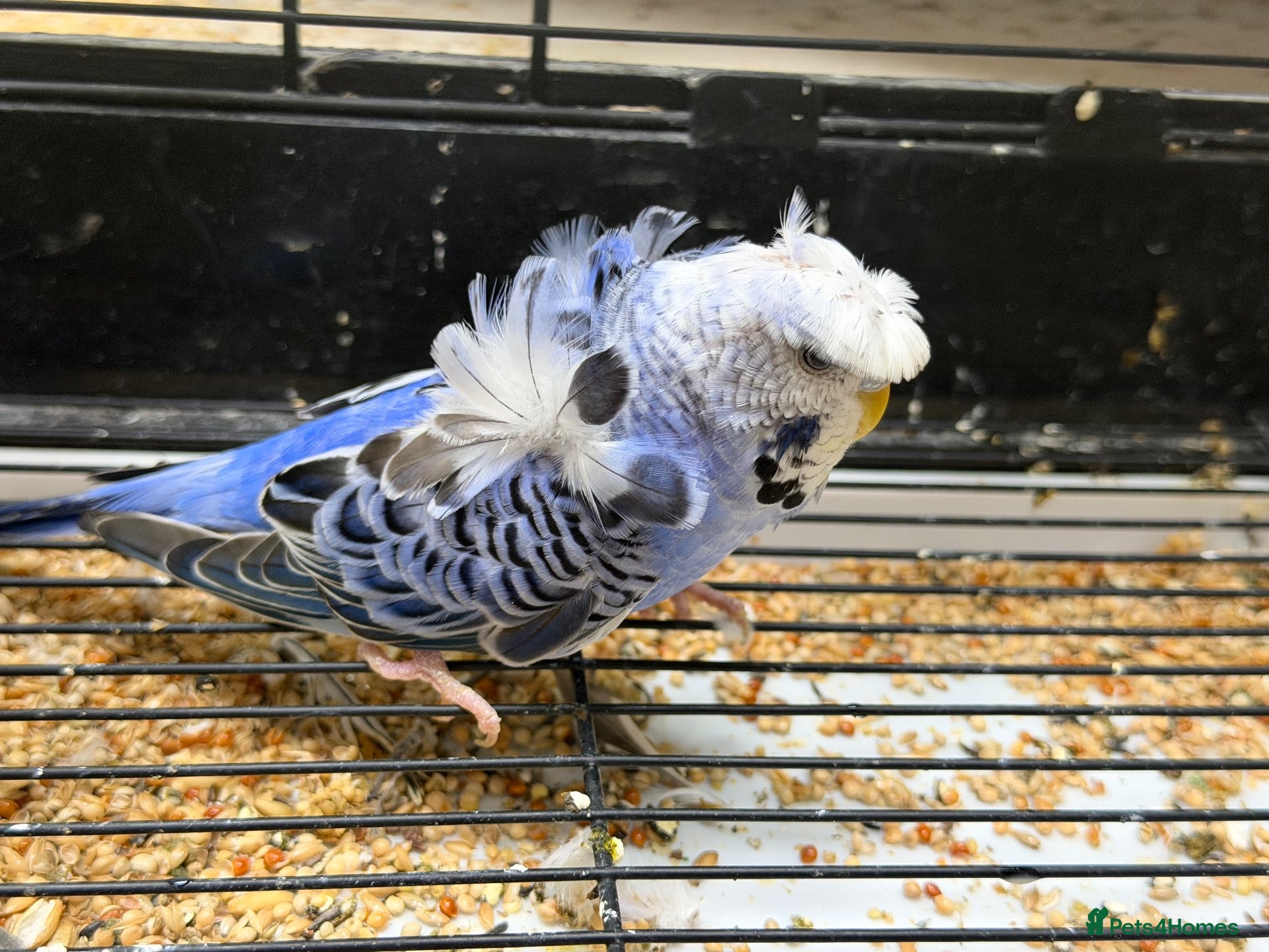 Budgerigars birds Helicopter Budgies for sale  - Advert 8