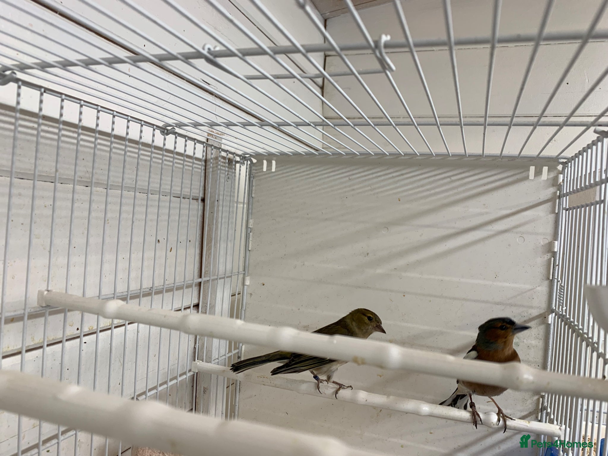 Finches birds Chafinch  - Advert 2