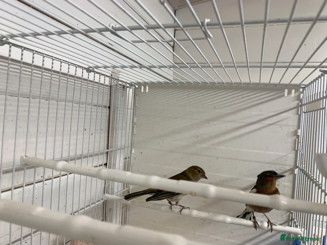 Finches birds for sale: Chafinch  - Advert 1