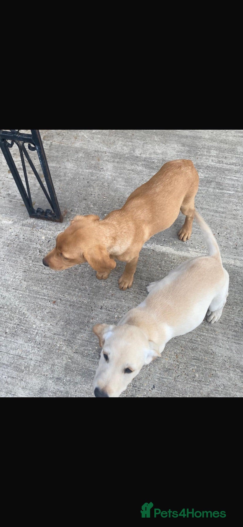 Labrador Retriever dogs Two beautiful labradors - Advert 3