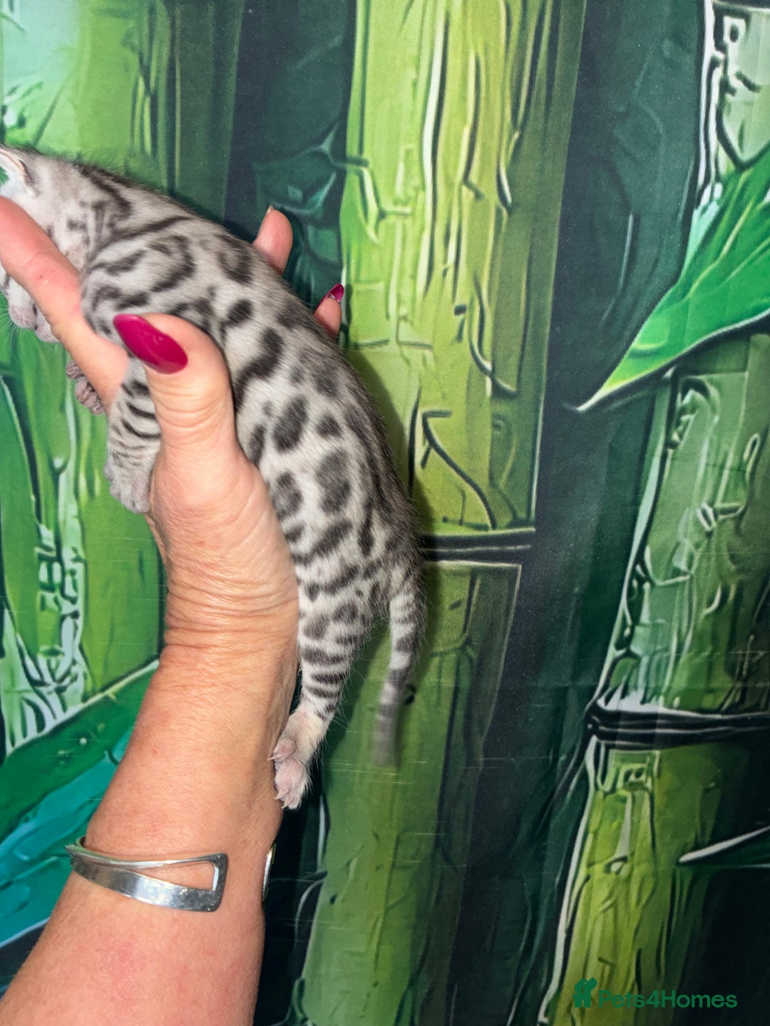 Bengal cats for sale: Beechwood Bengals  stunning SILVER kittens - Image 15