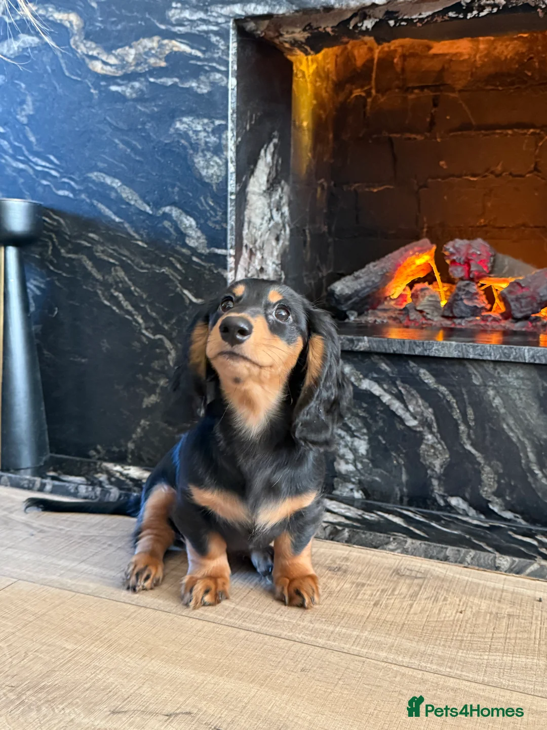 Miniature Dachshund dogs for sale: KC registered miniature dachshund long haired - Advert 4