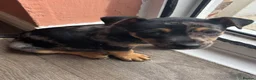 Jack Russell dogs for sale: 🐾1 Merle Jack Russell Girl & 1 black & tan boy  - Advert 13