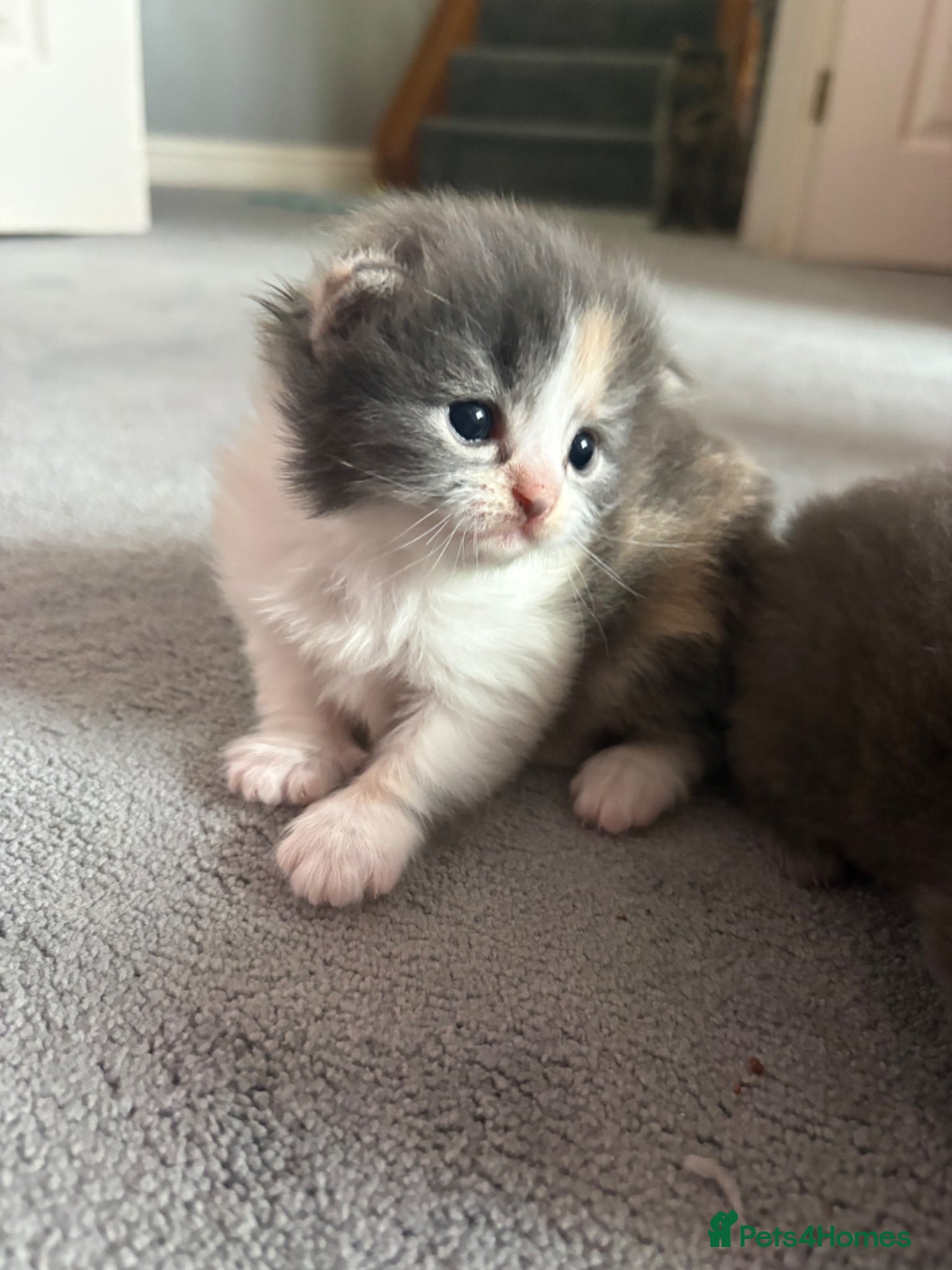 Mixed Breed Kitten 3