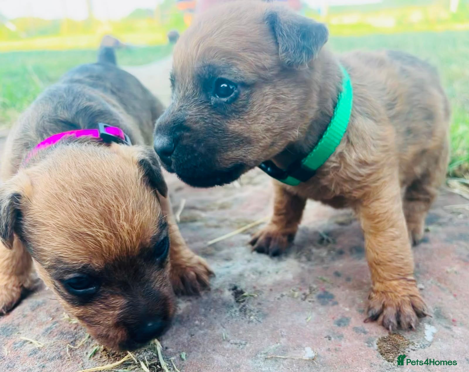 Lakeland Terrier dogs Lakeland Terrier Pups - Advert 17