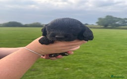 Cockapoo dogs for sale: Cockapoo puppies F1 READY TO LEAVE 🏡🥰 in Leicester - Image 21