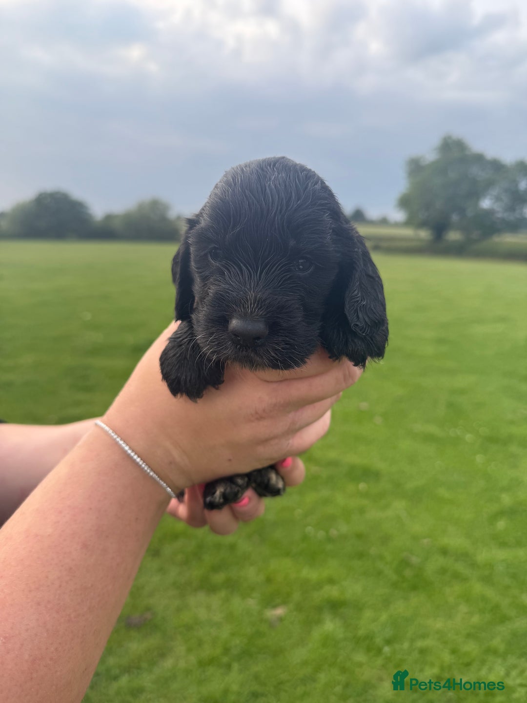 Cockapoo dogs for sale: Cockapoo puppies F1 READY TO LEAVE 🏡🥰 in Leicester - Image 21