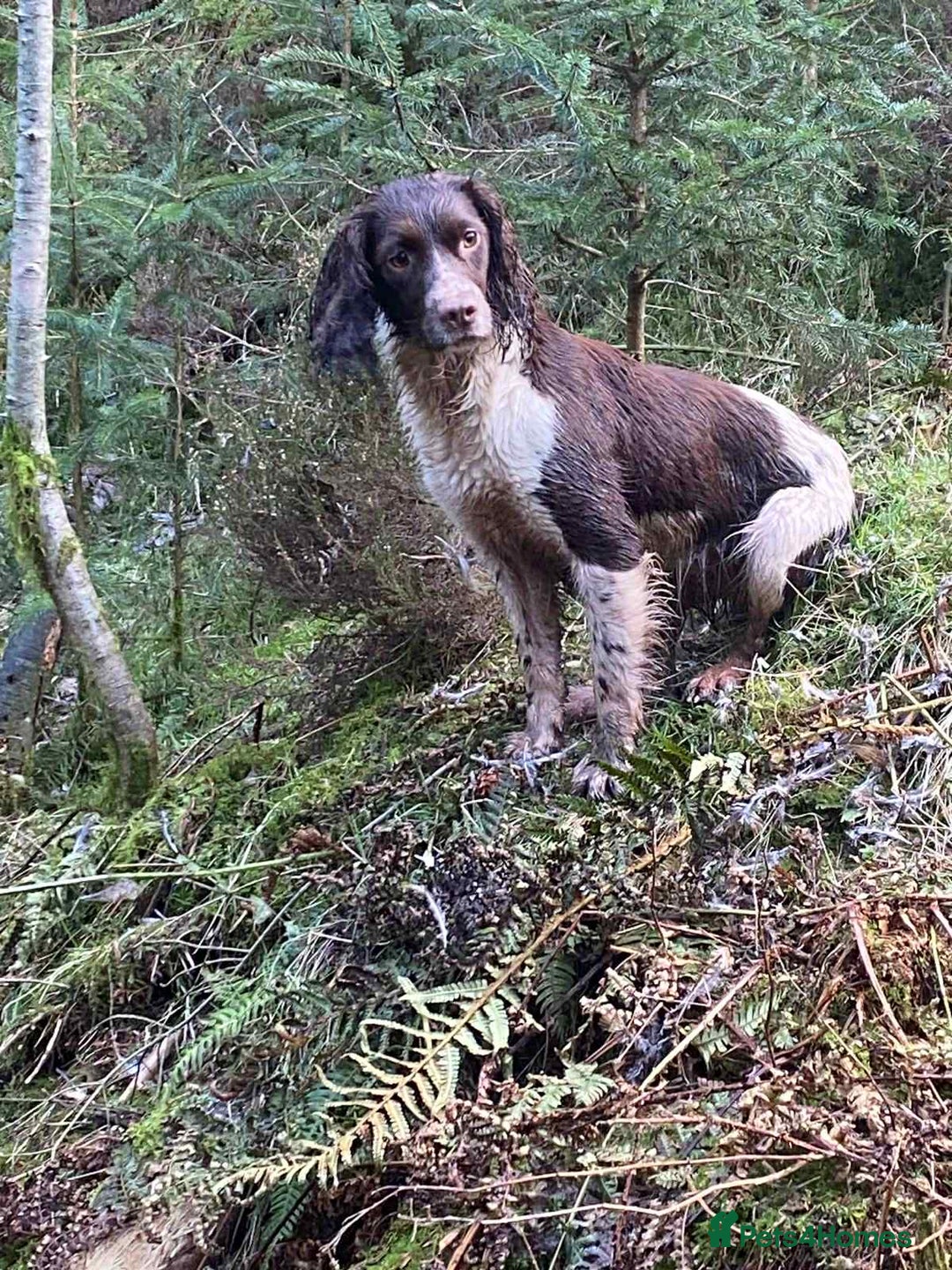 Border Collie dogs for sale: Beautiful Border Collie x Springer Spaniel Puppies - Image 6