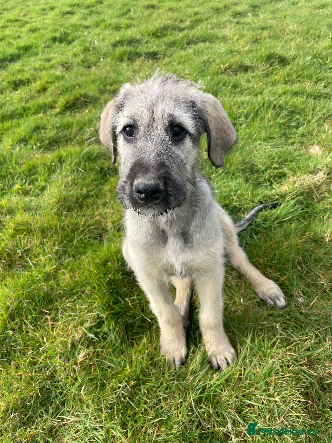 Irish Wolfhound dogs for sale: 2 girls ready to go 😍 - Advert 2
